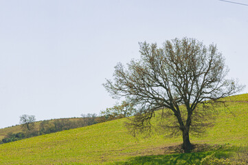 Front view, far distance of, a single, tree, no leaves, on a sunny, cold, April, day