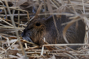 Nutria