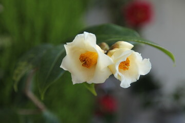 yellow camellias