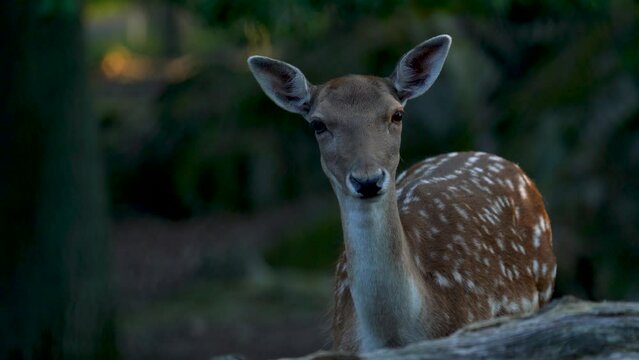 Calm Female Red Deer In Woods Close Up Listening and Looking Curious at Camera with setting sun in background during Dusk.