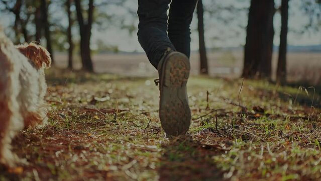 Forest park dog walk with hiker feet. Close-up a journey concept. man and pet dog walking in sneakers through the park. pet dog walk journey concept. lifestyle hiker sneakers walking close-up park