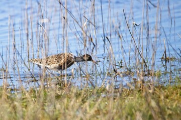 Beautiful shot of a ruff on a lake