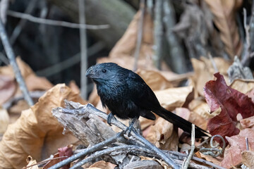 Grove-billed ani