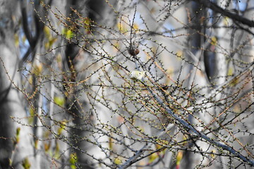 枝に止まるキクイタダキ