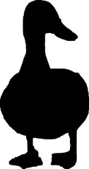 duck on white