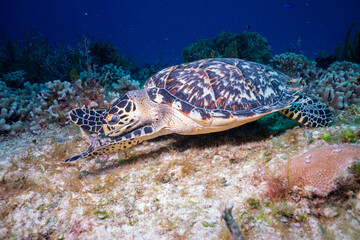 Fototapeta premium Hawksbill sea turtle eating coral