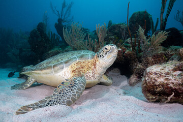Green sea turtle