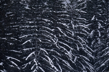 Une matière de branches de sapin enneigés en hiver