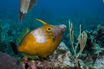 Whitespotted filefish