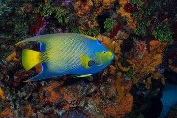 Queen angelfish