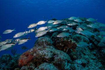 Naklejka na ściany i meble Scchools of grunts in coral reef