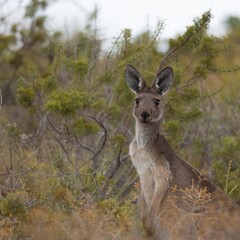 kangaroo in the grass
