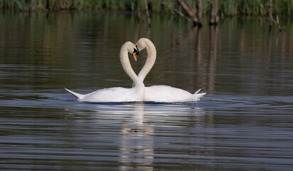 Pair of white swans on the water forming a heart shape