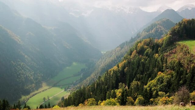 Cows in Logar Valley. View on cloudy October mountain valley from above with cows at pasture. Logarska Dolina, Slovenia. Handheld pan