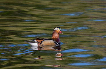 Mandarin duck (aix galericulata) swimming in the lake