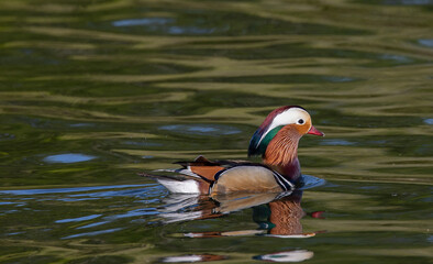 Mandarin duck (aix galericulata) swimming in the lake