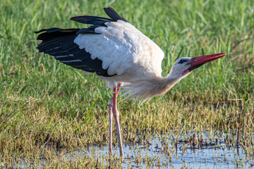 ciconia ciconia It is a common stork that lives in the Mediterranean Aiguamolls Emporda Girona...