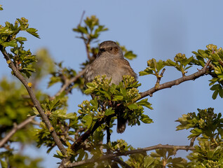Selective focus shot of dunnock (prunella modularis) perched on a branch
