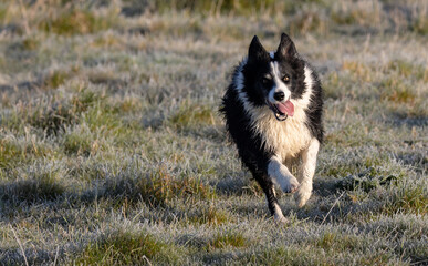 Playful Border Collie running on the grass