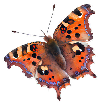 Eastern comma  buterfly. Watercolor with transparent background. Generative AI