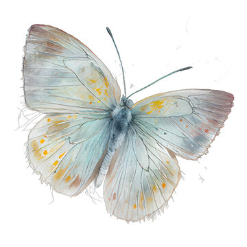 Gossamer-winged  buterfly. Watercolor with transparent background. Generative AI