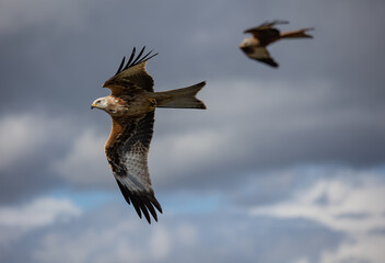 Selective focus shot of a red kite (Milvus milvus) flying in the cloudy sky