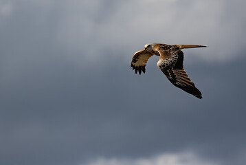Low-angle shot of a Red Kite bird flying high in a cloudy sky to hunt