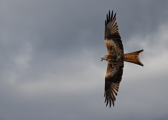 Fototapeta premium Low-angle shot of a Red Kite bird flying with wide-opened wings in a cloudy sky
