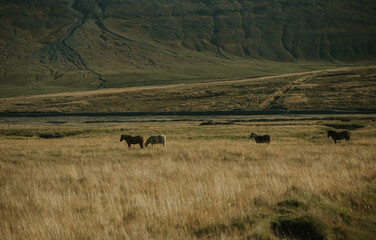 Fototapeta na wymiar wild horses in field