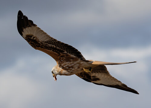 Low-angle shot of a Red Kite bird flying with wide-opened wings in a cloudy sky