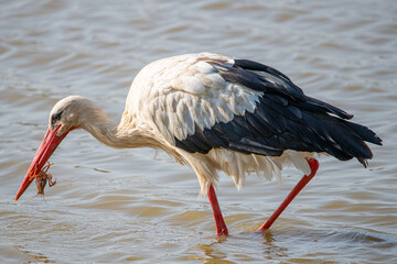 ciconia ciconia eating a crab that has just been extracted from the water of the Aiguamolls...