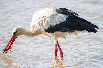 ciconia ciconia eating a crab that has just been extracted from the water of the Aiguamolls wetlands Emporda Girona Catalonia Spain