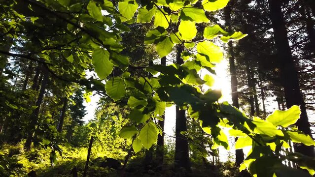 Close-up footage of a green beech tree branches with leaves and trees in the background