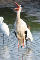 ciconia ciconia It is a common stork that lives in the Mediterranean Aiguamolls Emporda Girona Catalonia Spain