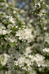 Blooming apple tree close-up, background blue sky