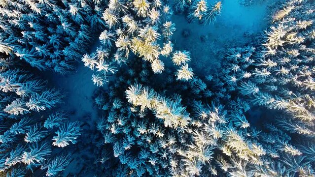 Aerial view of a forest covered in snow in a slow motion