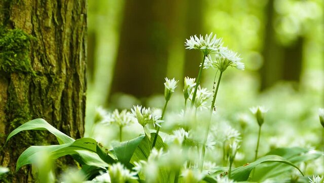Closeup footage of wild garlic flowers blowing in a wind in forest