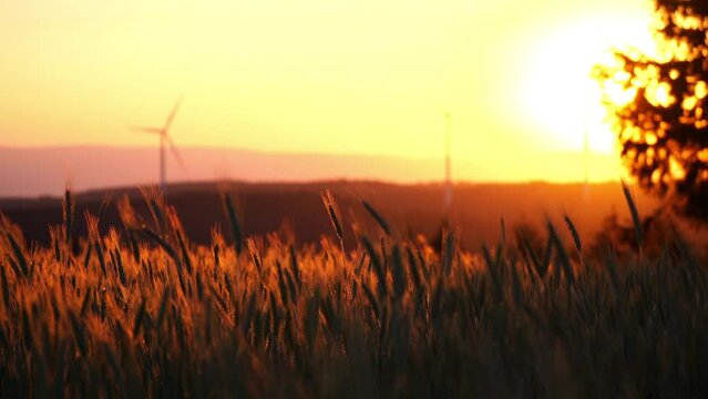 Closeup footage of corn field with wind turbines in the background during sunset in Germany