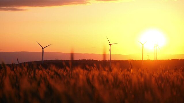 Closeup footage of corn field with wind turbines in the background during sunset in Germany