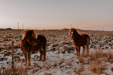 Wild Horses in Iceland