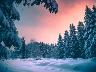 Fototapeta premium Low angle view of a beautiful forest in winter in Germany