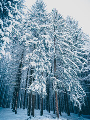 Fototapeta premium Low-angle view of a beautiful forest in winter in Germany
