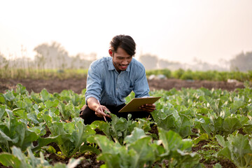 Smart farmer examining quality crop of cabbage vegetables and wr