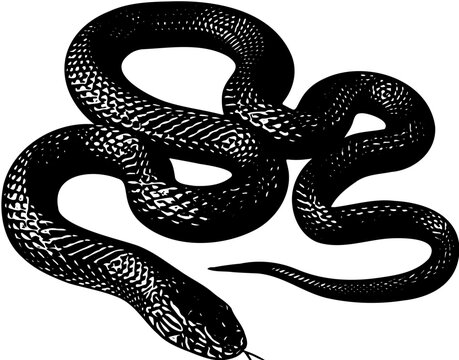 snake silhouette 