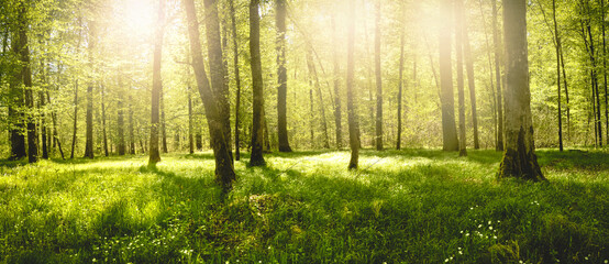 Panorama view of a beautiful forest on a sunny day in Germany