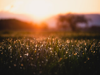 Closeup of wet grass in a field at a scenic sunset, Germany