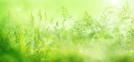 Radiant green spring background with blades of grass in a flower meadow in morning sun. Close-up of nature scene in the backlight with short depth of field.