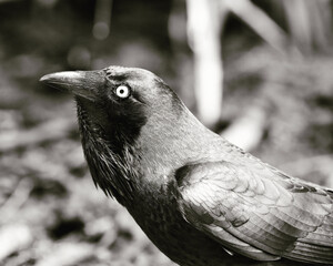 crow on the fence