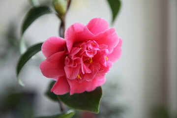 camellias 'tama bambino'