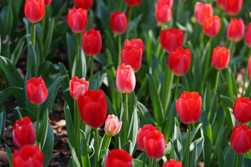 咲き誇るチューリップ